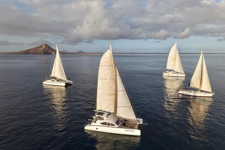 Goditi una crociera in catamarano di mezza giornata lungo la costa dell'isola di Sal, Capo Verde, con nuoto e snorkeling, foto 49 | wizardtrip
