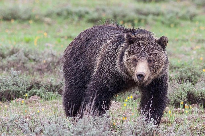 Half-Day Wildlife Safari Tour in Grand Teton National Park | wizardtrip