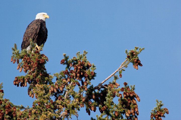 Dyrelivssafari i Grand Teton National Park, USA, med naturskøn udsigt og dyreobservationer, foto 6 | wizardtrip