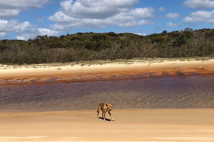 3-tägige 4x4-Abenteuertour auf K'gari (Fraser Island), Australien, mit Seen, Stränden und Schiffswracks, Foto 33 | wizardtrip