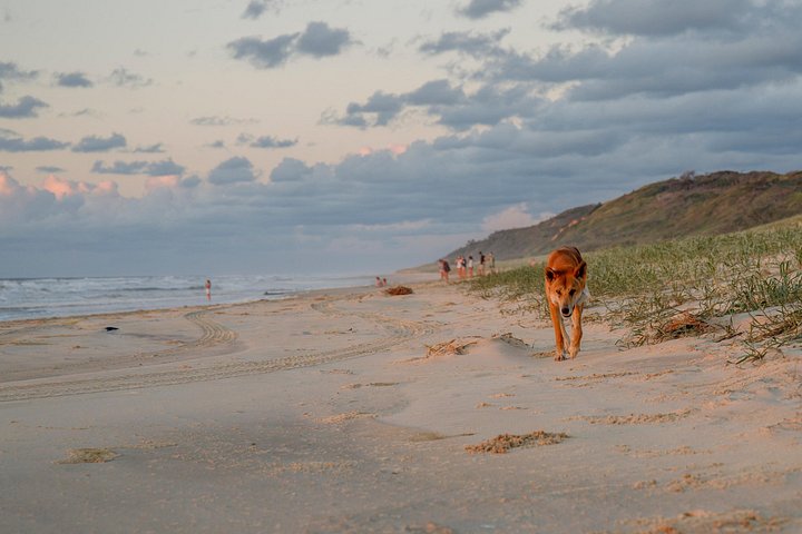 3-tägige 4x4-Abenteuertour auf K'gari (Fraser Island), Australien, mit Seen, Stränden und Schiffswracks, Foto 48 | wizardtrip