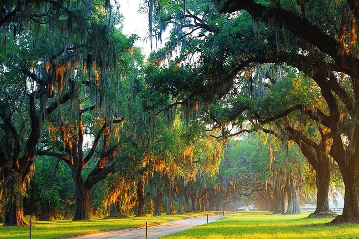 Explora la histórica Avenue of Oaks, jardines y cabañas de esclavos de Boone Hall Plantation en Charleston, foto 10 | wizardtrip