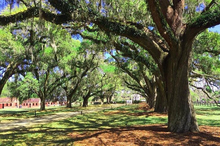 Explora la histórica Avenue of Oaks, jardines y cabañas de esclavos de Boone Hall Plantation en Charleston, foto 12 | wizardtrip