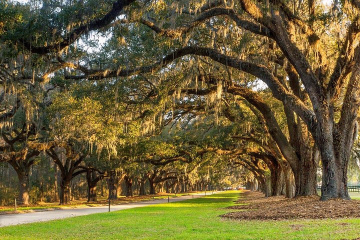 Explora la histórica Avenue of Oaks, jardines y cabañas de esclavos de Boone Hall Plantation en Charleston, foto 13 | wizardtrip