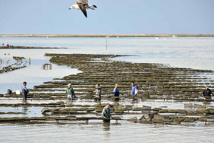ポルトガル、ファロのリア・フォルモサ自然公園の島々と海を巡るボートツアー、写真17 | wizardtrip