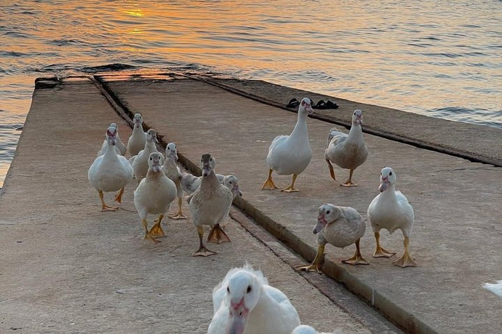 Gita in barca al tramonto nella Ria Formosa, Portogallo, esplorando isole e gustando prelibatezze locali, foto 31 | wizardtrip