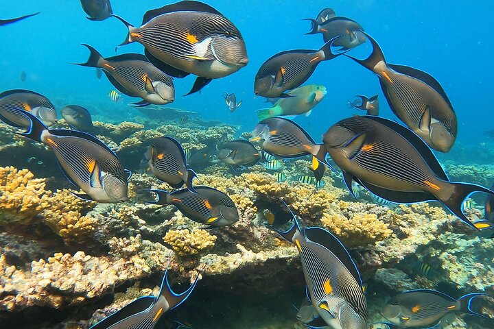 Schnorcheln und Erkunden der Daymaniyat-Inseln bei Maskat, Oman, Foto 11 | wizardtrip