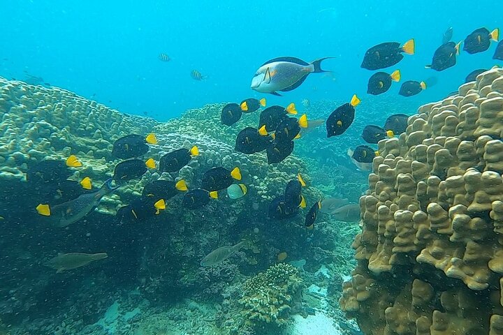 Schnorcheln und Erkunden der Daymaniyat-Inseln bei Maskat, Oman, Foto 15 | wizardtrip