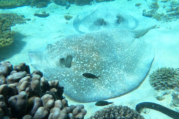 Schnorcheln und Erkunden der Daymaniyat-Inseln bei Maskat, Oman, Foto 16 | wizardtrip