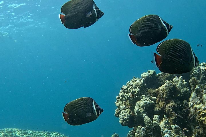 Schnorcheln und Erkunden der Daymaniyat-Inseln bei Maskat, Oman, Foto 20 | wizardtrip