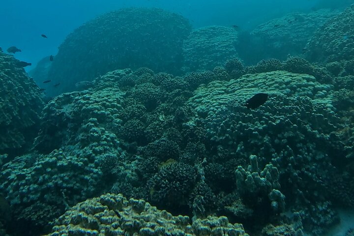 Schnorcheln und Erkunden der Daymaniyat-Inseln bei Maskat, Oman, Foto 21 | wizardtrip