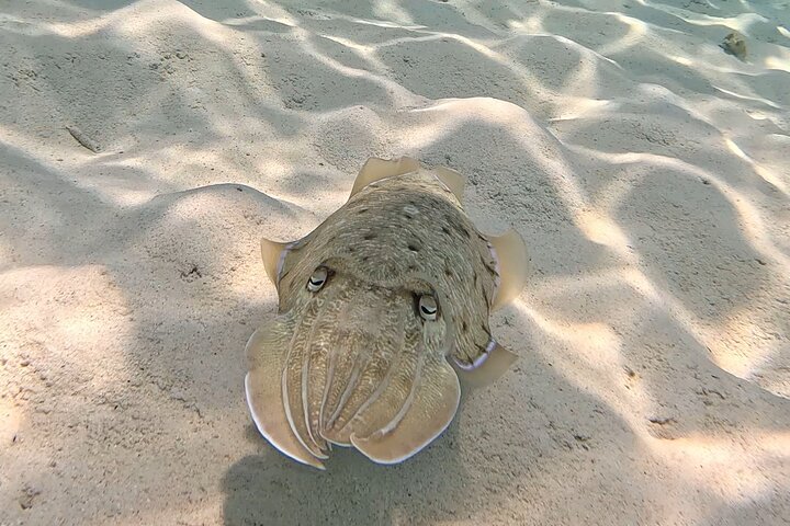 Schnorcheln und Erkunden der Daymaniyat-Inseln bei Maskat, Oman, Foto 24 | wizardtrip