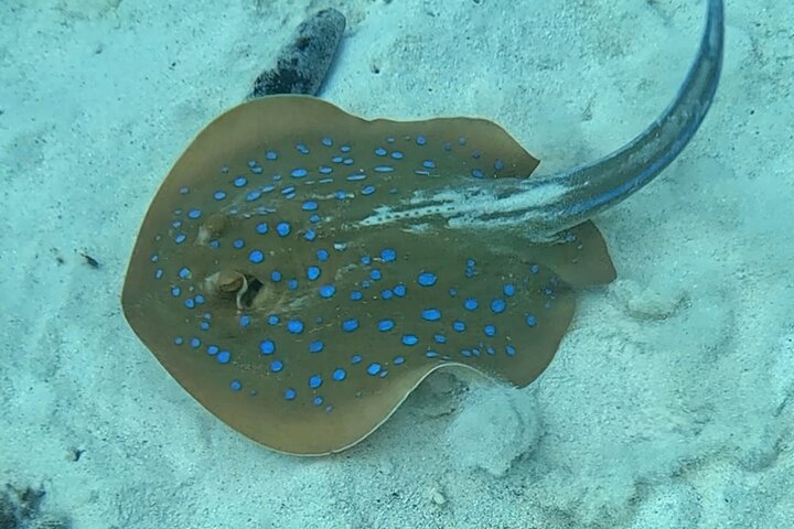 Schnorcheln und Erkunden der Daymaniyat-Inseln bei Maskat, Oman, Foto 27 | wizardtrip