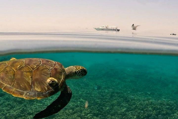 Schnorcheln und Erkunden der Daymaniyat-Inseln bei Maskat, Oman, Foto 28 | wizardtrip