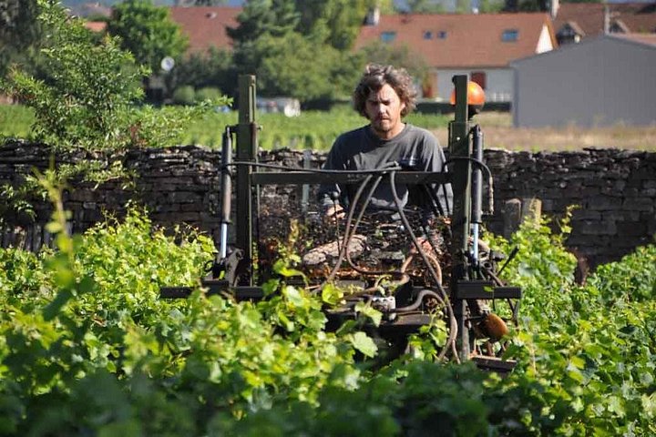 Passeio de vinho de dia inteiro pelas vinhas da Borgonha e Beaune a partir de Dijon, foto 7 | wizardtrip