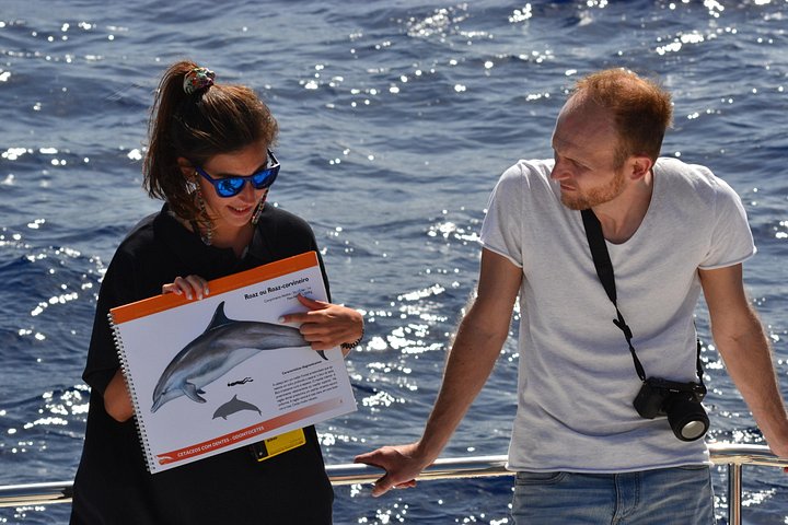 Excursion en bateau de luxe pour observer les baleines au départ de Funchal, Madère, à la recherche de dauphins et de baleines, photo 6 | wizardtrip