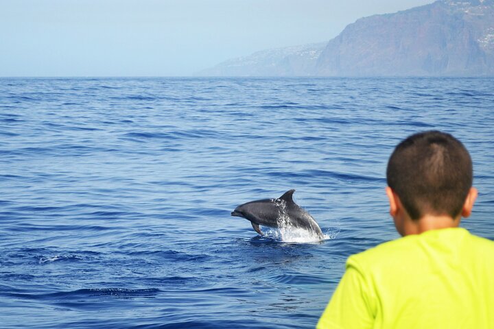 Excursion en bateau de luxe pour observer les baleines au départ de Funchal, Madère, à la recherche de dauphins et de baleines, photo 7 | wizardtrip