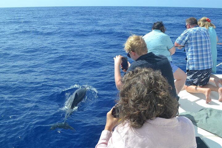 Excursion en bateau de luxe pour observer les baleines au départ de Funchal, Madère, à la recherche de dauphins et de baleines, photo 8 | wizardtrip