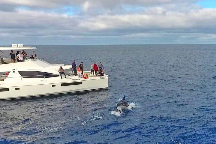 Excursion en bateau de luxe pour observer les baleines au départ de Funchal, Madère, à la recherche de dauphins et de baleines, photo 9 | wizardtrip