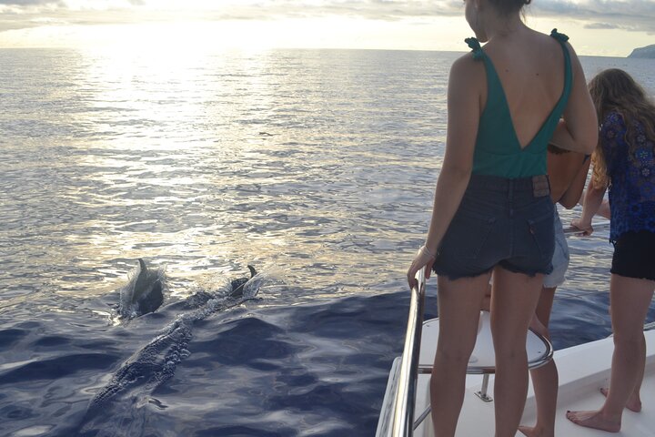 Excursion en bateau de luxe pour observer les baleines au départ de Funchal, Madère, à la recherche de dauphins et de baleines, photo 10 | wizardtrip