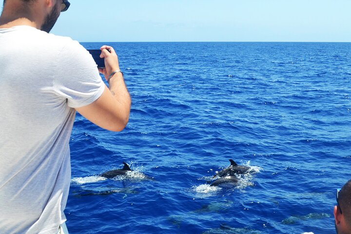 Excursion en bateau de luxe pour observer les baleines au départ de Funchal, Madère, à la recherche de dauphins et de baleines, photo 11 | wizardtrip