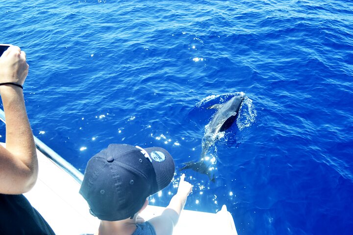 Excursion en bateau de luxe pour observer les baleines au départ de Funchal, Madère, à la recherche de dauphins et de baleines, photo 12 | wizardtrip