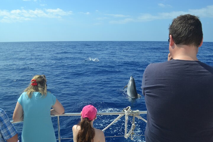 Excursion en bateau de luxe pour observer les baleines au départ de Funchal, Madère, à la recherche de dauphins et de baleines, photo 13 | wizardtrip