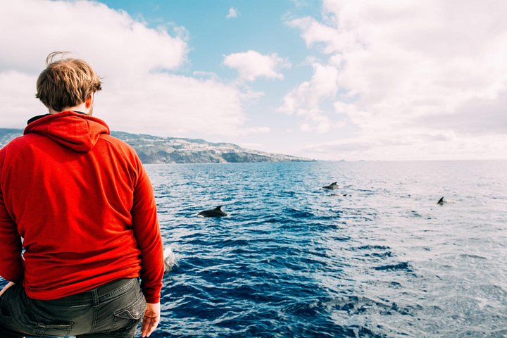 Excursion en bateau de luxe pour observer les baleines au départ de Funchal, Madère, à la recherche de dauphins et de baleines, photo 16 | wizardtrip