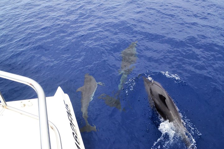 Excursion en bateau de luxe pour observer les baleines au départ de Funchal, Madère, à la recherche de dauphins et de baleines, photo 20 | wizardtrip