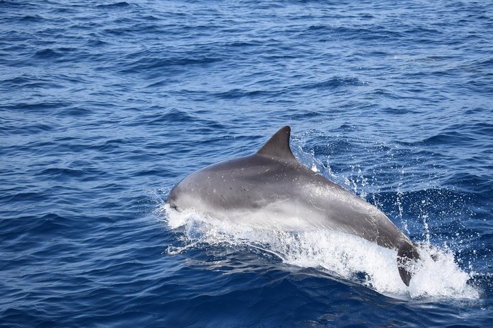 Excursion en bateau de luxe pour observer les baleines au départ de Funchal, Madère, à la recherche de dauphins et de baleines, photo 21 | wizardtrip