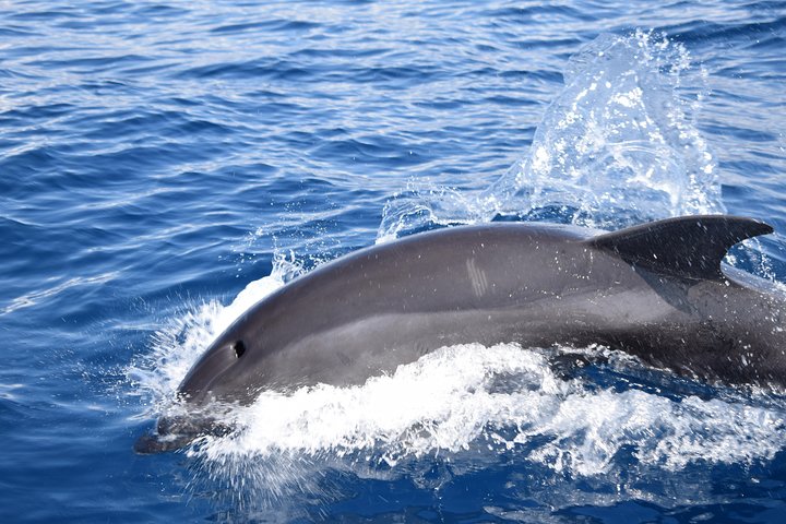 Excursion en bateau de luxe pour observer les baleines au départ de Funchal, Madère, à la recherche de dauphins et de baleines, photo 22 | wizardtrip