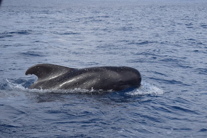 Excursion en bateau de luxe pour observer les baleines au départ de Funchal, Madère, à la recherche de dauphins et de baleines, photo 23 | wizardtrip
