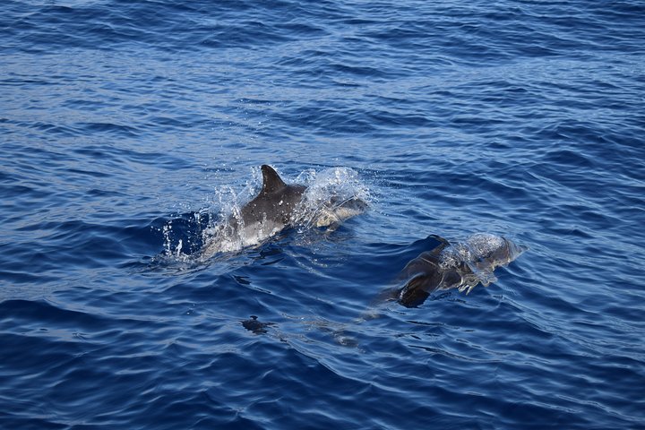 Excursion en bateau de luxe pour observer les baleines au départ de Funchal, Madère, à la recherche de dauphins et de baleines, photo 24 | wizardtrip