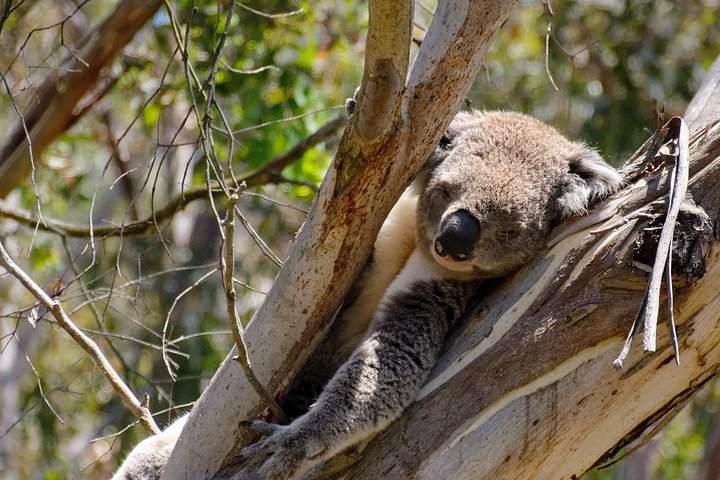 Tur i liten grupp längs den natursköna Great Ocean Road i Victoria, Australien, foto 15 | wizardtrip
