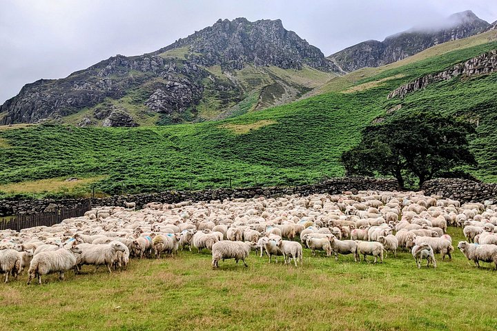 Een schilderachtige dagtour door Snowdonia National Park en historische kastelen in Noord-Wales, foto 16 | wizardtrip