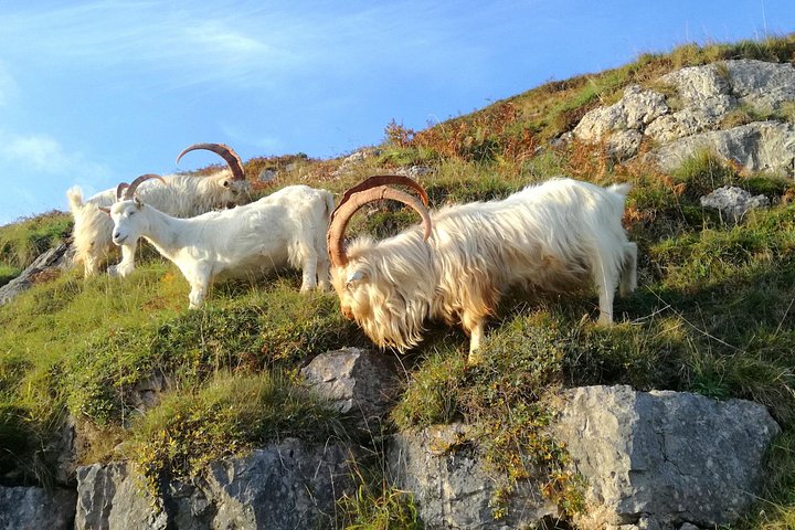 Een schilderachtige dagtour door Snowdonia National Park en historische kastelen in Noord-Wales, foto 29 | wizardtrip