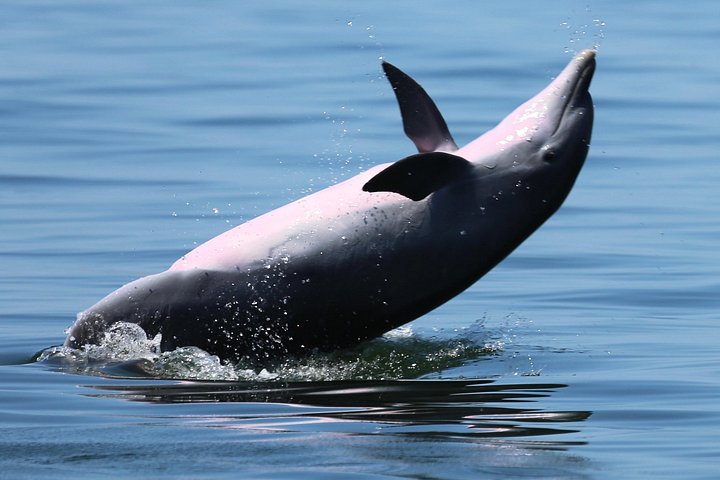 Delfinobservationstur på Pensacola Bay med naturskøn udsigt over kysten, foto 6 | wizardtrip