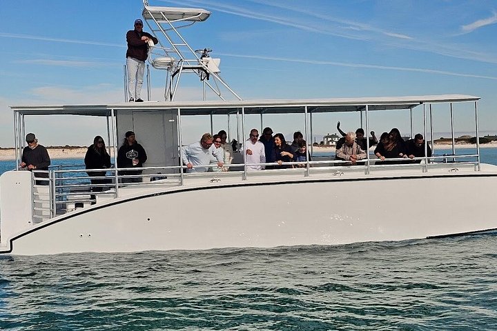 Delfinobservationstur på Pensacola Bay med naturskøn udsigt over kysten, foto 8 | wizardtrip