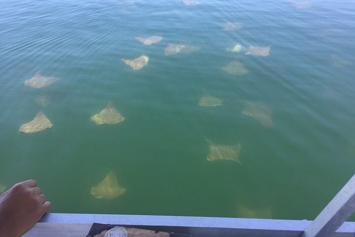 Delfinobservationstur på Pensacola Bay med naturskøn udsigt over kysten, foto 11 | wizardtrip