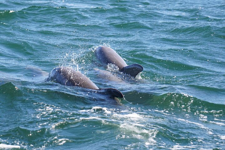 Delfinobservationstur på Pensacola Bay med naturskøn udsigt over kysten, foto 14 | wizardtrip