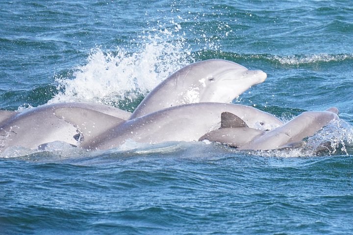 Delfinobservationstur på Pensacola Bay med naturskøn udsigt over kysten, foto 16 | wizardtrip