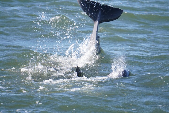 Delfinobservationstur på Pensacola Bay med naturskøn udsigt over kysten, foto 17 | wizardtrip