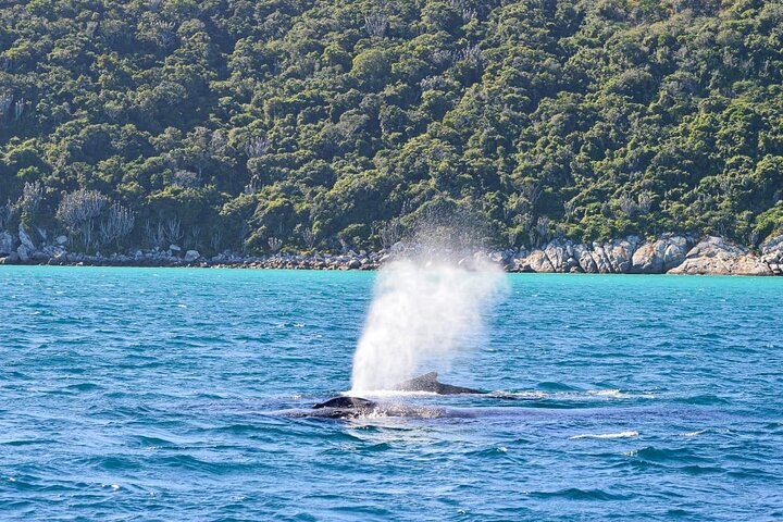 Bootsfahrt zur Erkundung der atemberaubenden Strände, Grotten und Felsformationen von Arraial do Cabo, Foto 10 | wizardtrip