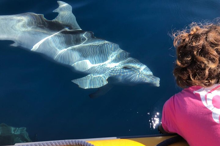 Delfinobservationstur - fra Golfo Aranci | wizardtrip