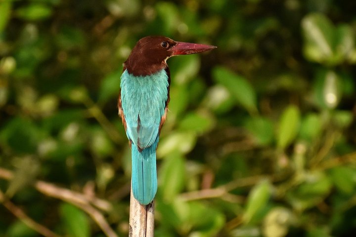 Full-day nature, heritage, and cooking tour on Chorao Island, Goa, India, photo 9 | wizardtrip