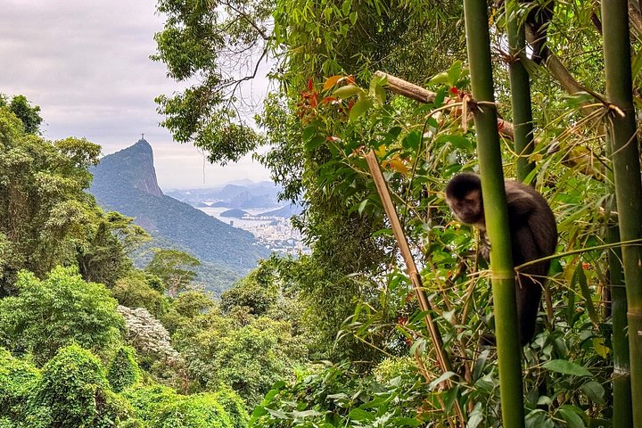 Utforska Rios Tijuca-skog med vandringar till toppar, grottor och vattenfall, och se vilda djur, foto 26 | wizardtrip