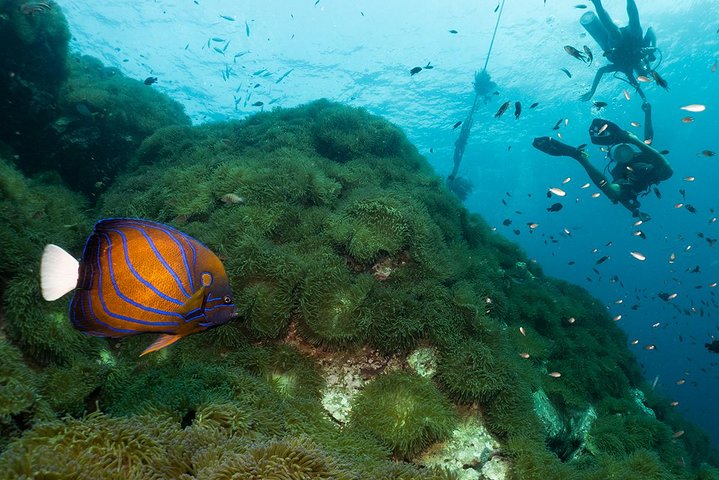 Aprende a bucear y obtén tu certificación con un curso Open Water en Koh Tao, Tailandia, foto 7 | wizardtrip