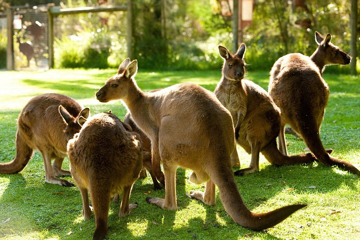 Yarra Valley Wildlife & Wine : Excursion d'une journée depuis Melbourne | wizardtrip