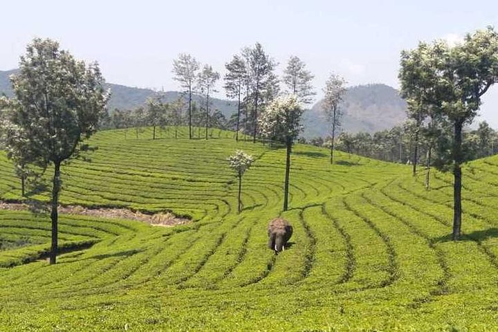 Naturskjønn fottur i Munnar, India, med teplantasjer og panoramautsikt, foto 6 | wizardtrip