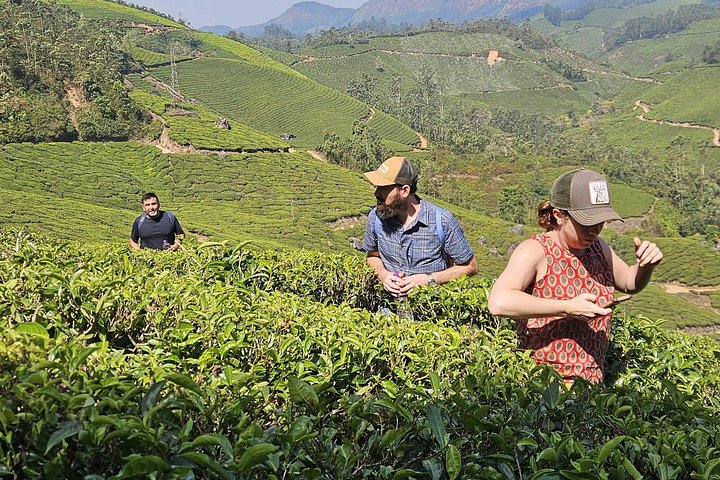 Naturskjønn fottur i Munnar, India, med teplantasjer og panoramautsikt, foto 8 | wizardtrip